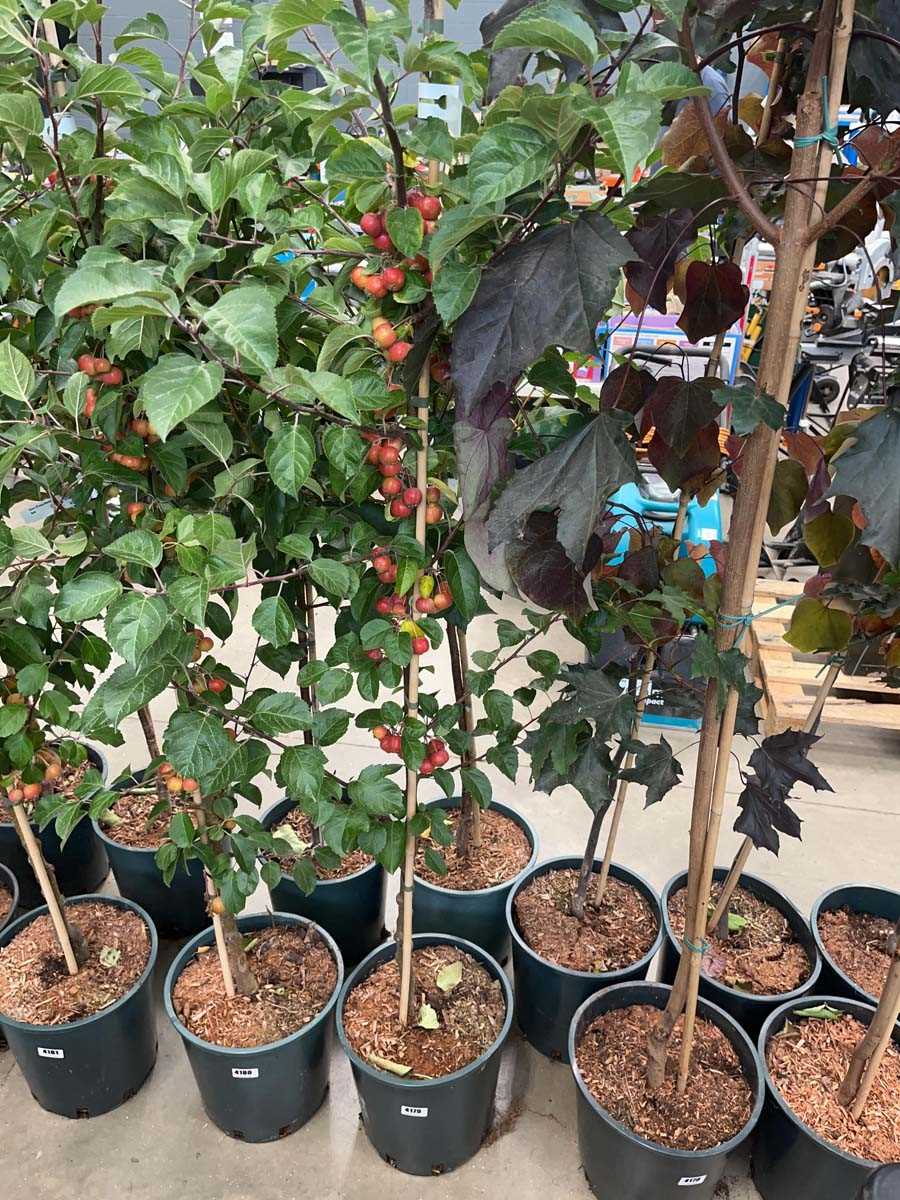 Lot 4179 - Malus Evereste tree
