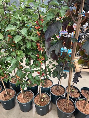 Lot 4179 - Malus Evereste tree