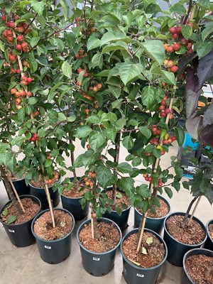 Lot 4180 - Malus Evereste tree