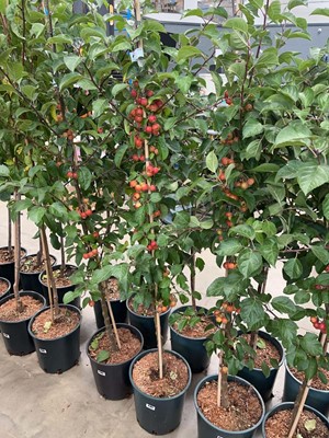 Lot 4181 - Malus Evereste tree