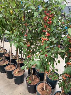 Lot 4182 - Malus Evereste tree
