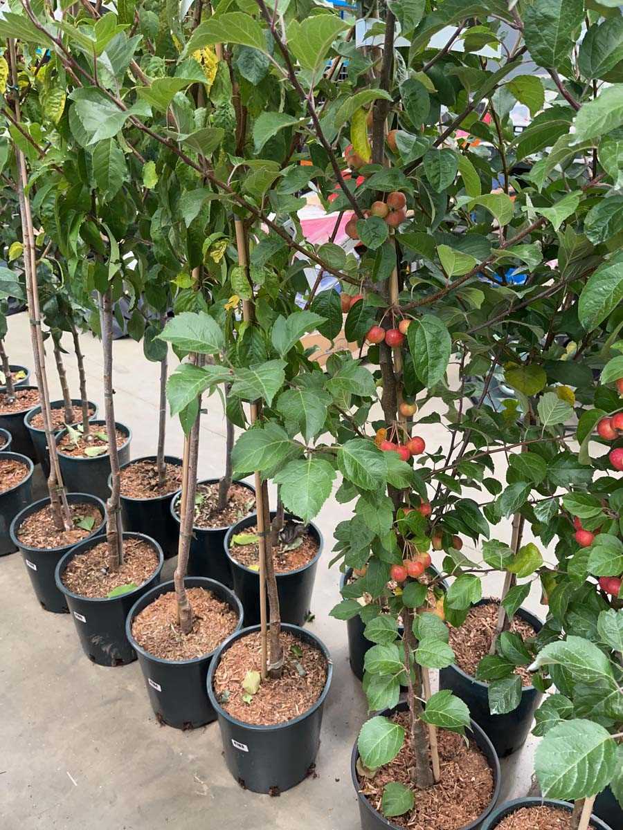 Lot 4183 - Prunus Kanzan tree