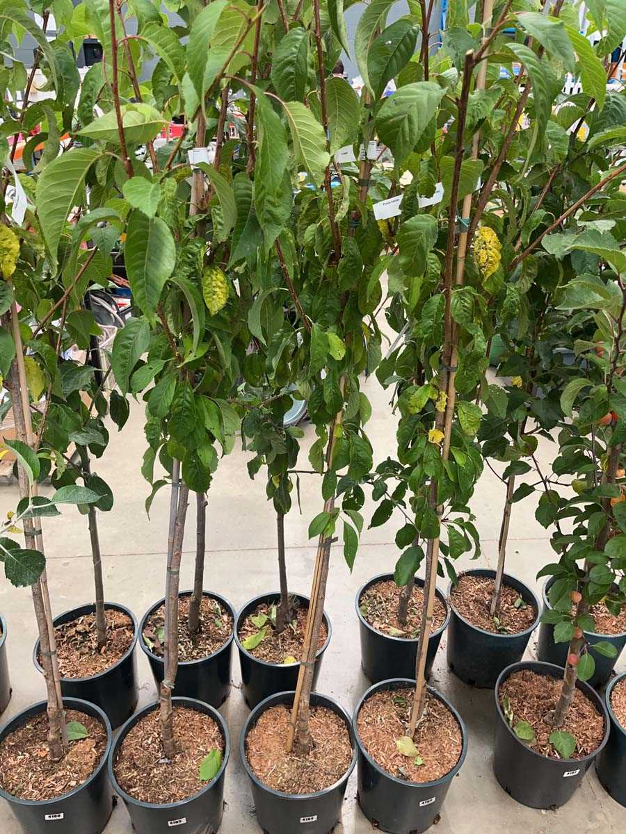 Lot 4184 - Prunus Kanzan tree