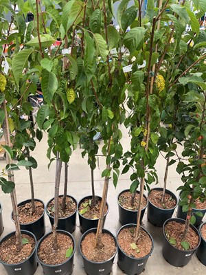 Lot 4184 - Prunus Kanzan tree