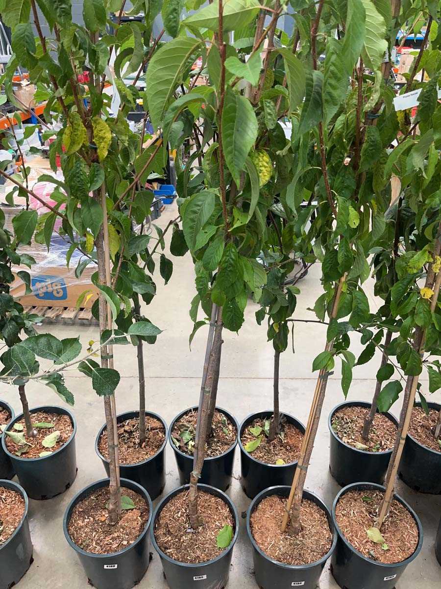 Lot 4185 - Prunus Kanzan tree