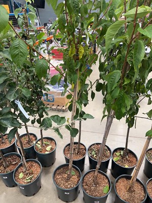 Lot 4186 - Prunus Kanzan tree