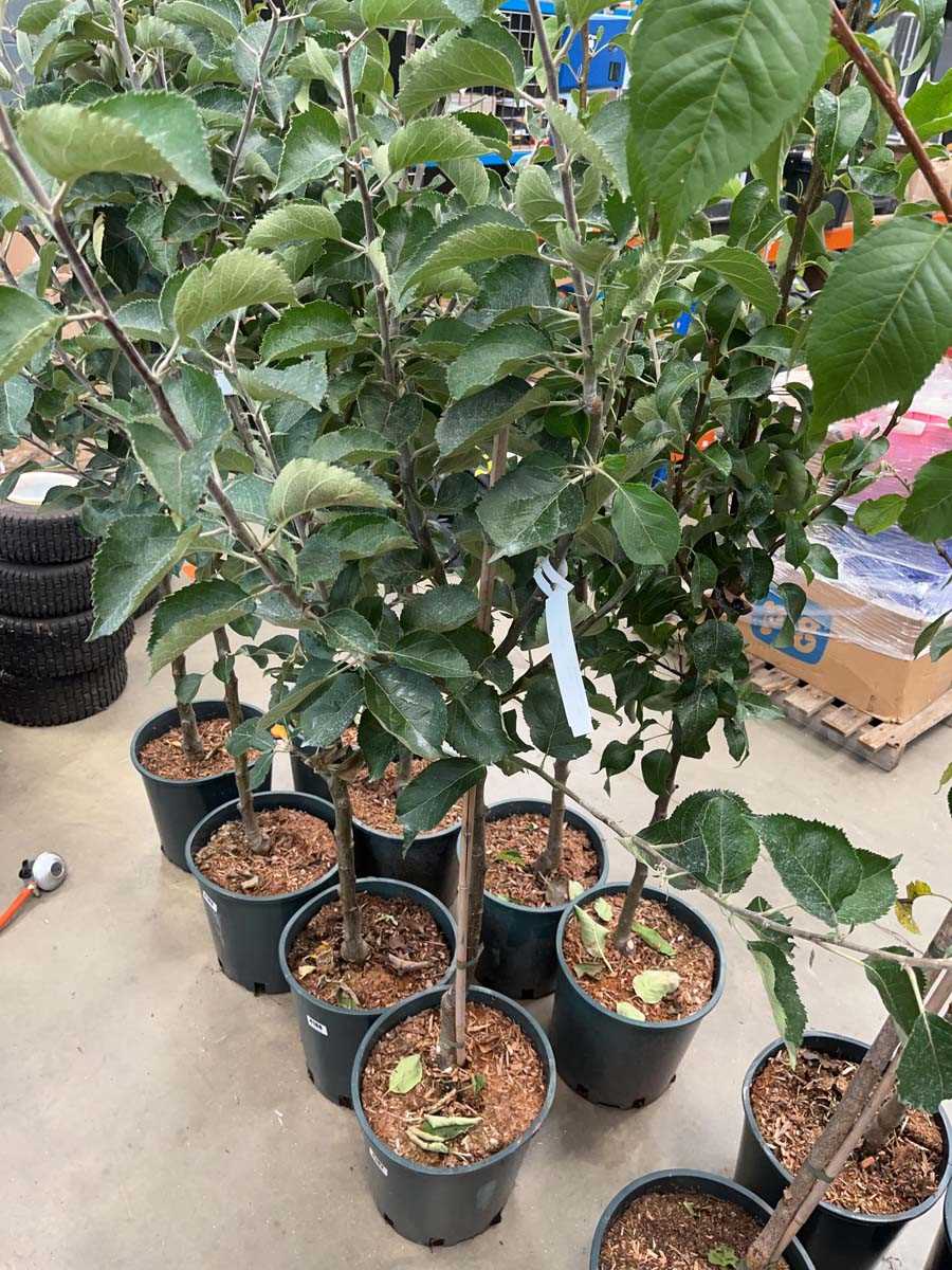 Lot 4187 - Apple (Malus) Bramley tree
