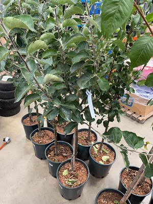 Lot 4187 - Apple (Malus) Bramley tree