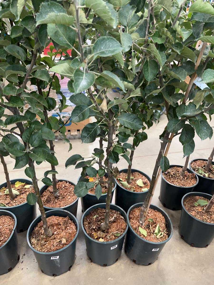 Lot 4188 - Apple (Malus) Bramley tree