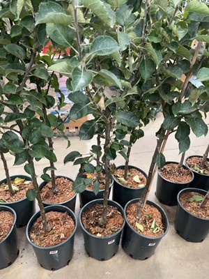 Lot 4188 - Apple (Malus) Bramley tree
