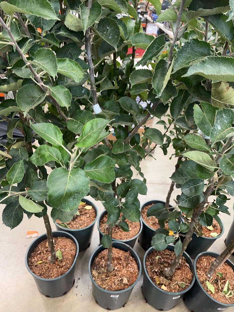 Lot 4189 - Apple (Malus) Bramley tree