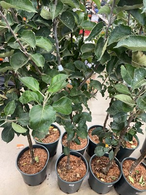 Lot 4189 - Apple (Malus) Bramley tree