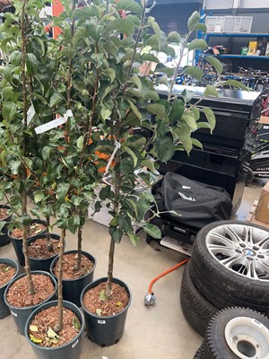 Lot 4190 - Apple (Malus) Bramley tree