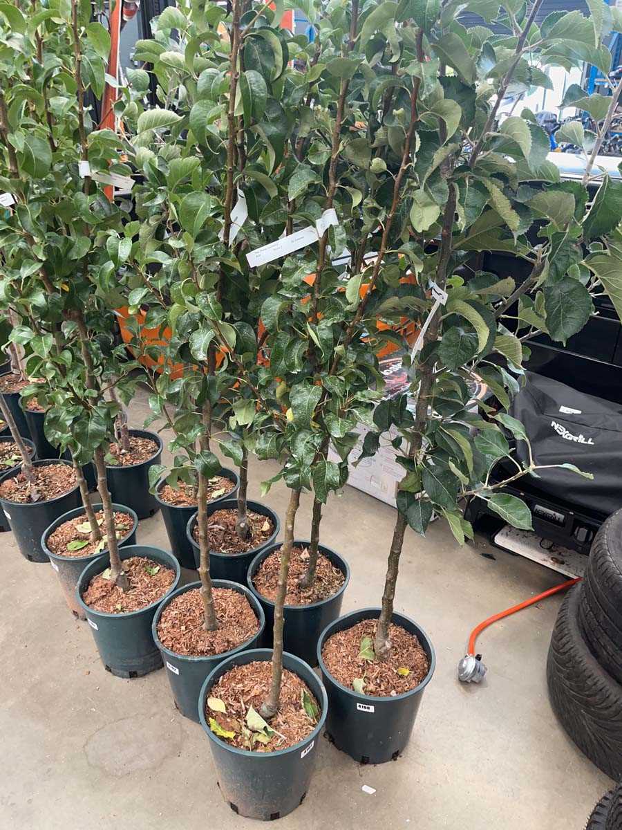 Lot 4191 - Pear (Pyrus) Conference tree