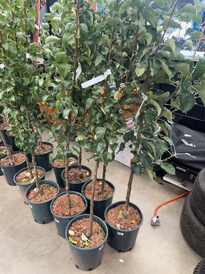 Lot 4191 - Pear (Pyrus) Conference tree