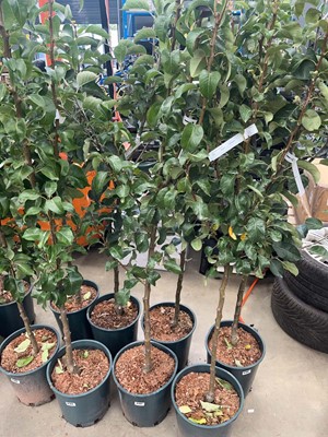 Lot 4192 - Pear (Pyrus) Conference tree