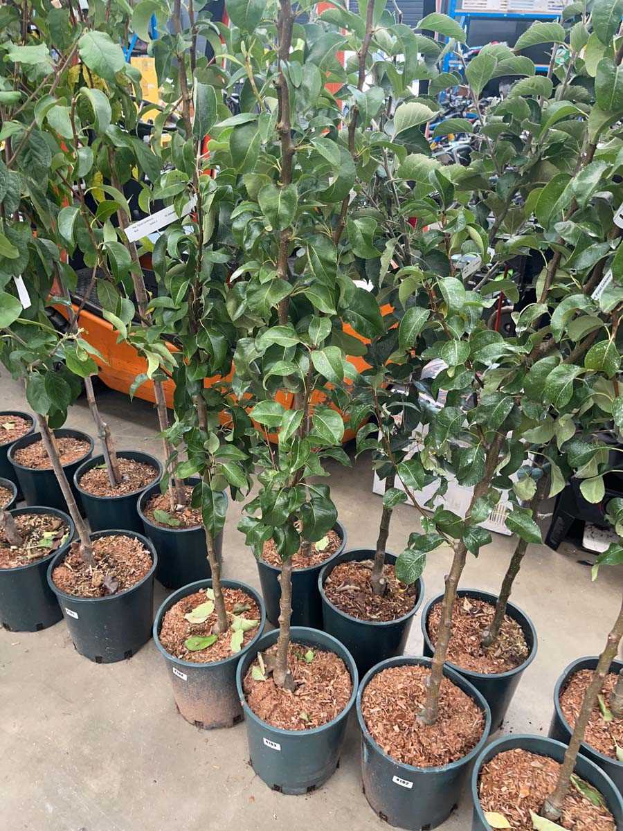 Lot 4193 - Pear (Pyrus) Conference tree