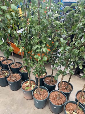 Lot 4193 - Pear (Pyrus) Conference tree