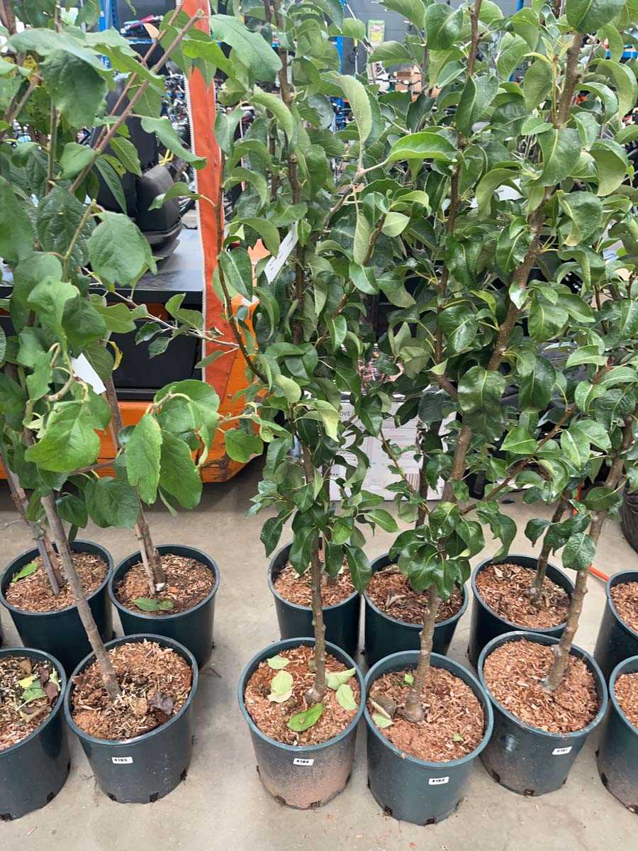 Lot 4194 - Pear (Pyrus) Conference tree