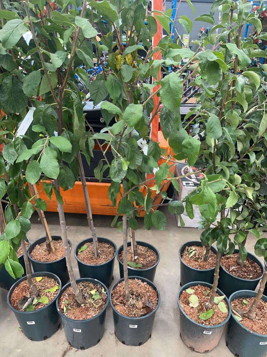 Lot 4195 - Plum (Prunus) Victoria tree