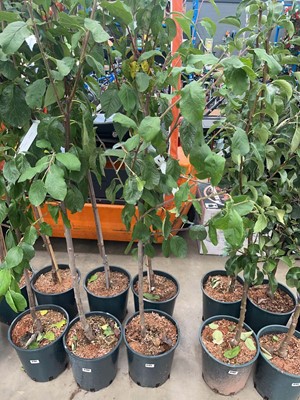 Lot 4195 - Plum (Prunus) Victoria tree