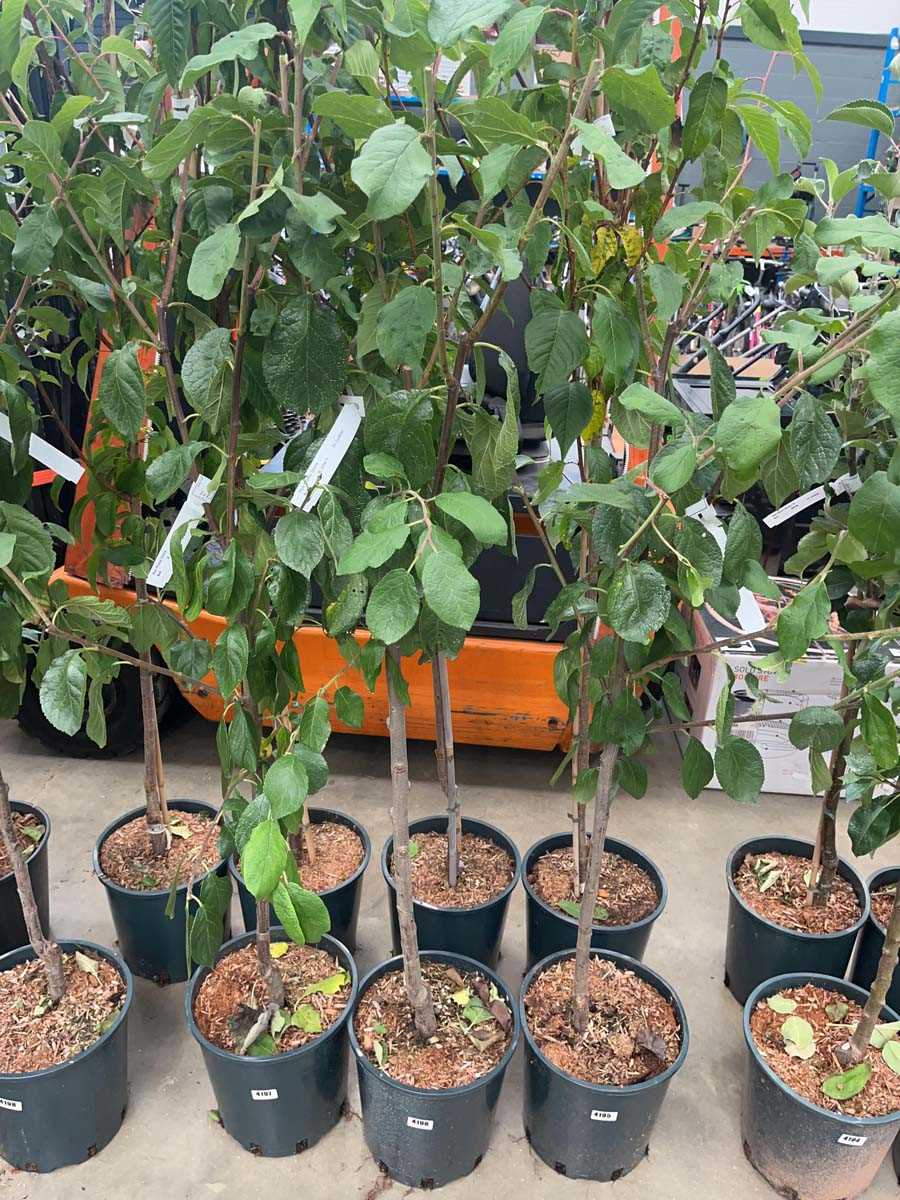 Lot 4196 - Plum (Prunus) Victoria tree