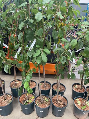 Lot 4196 - Plum (Prunus) Victoria tree