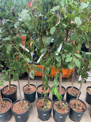 Lot 4197 - Plum (Prunus) Victoria tree