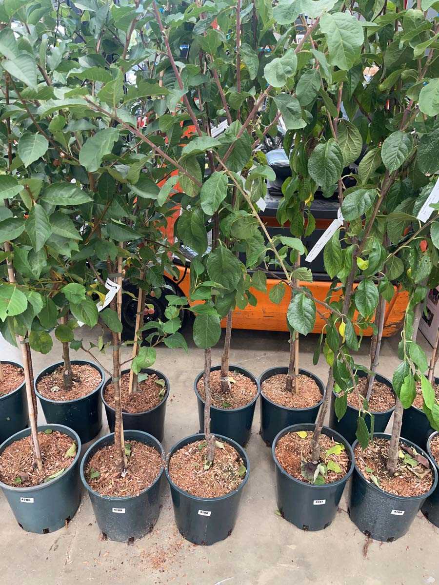 Lot 4198 - Plum (Prunus) Victoria tree