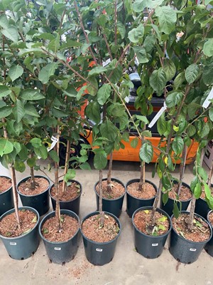 Lot 4198 - Plum (Prunus) Victoria tree