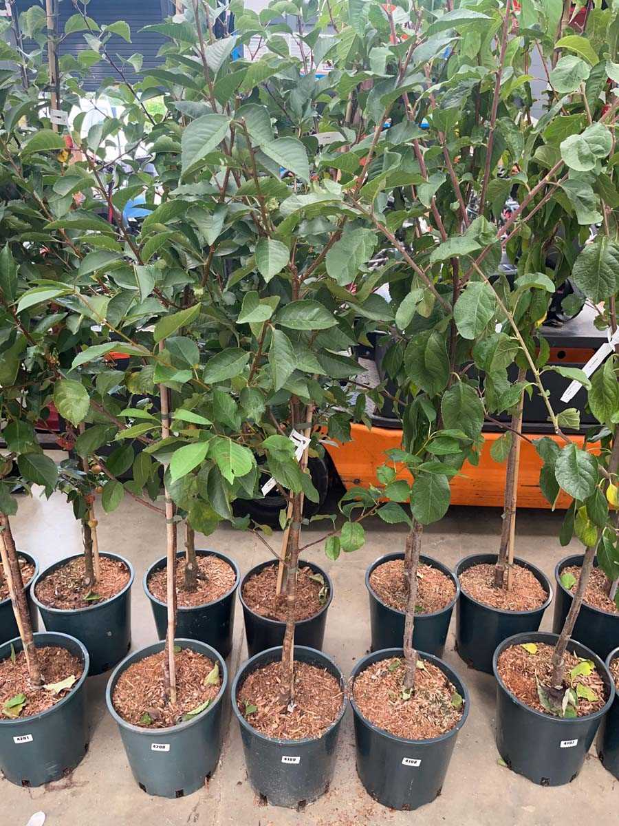 Lot 4199 - Cherry (Prunus) Morello tree