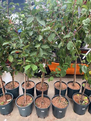 Lot 4199 - Cherry (Prunus) Morello tree