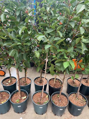 Lot 4200 - Cherry (Prunus) Morello tree