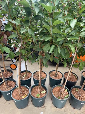 Lot 4201 - Cherry (Prunus) Morello tree