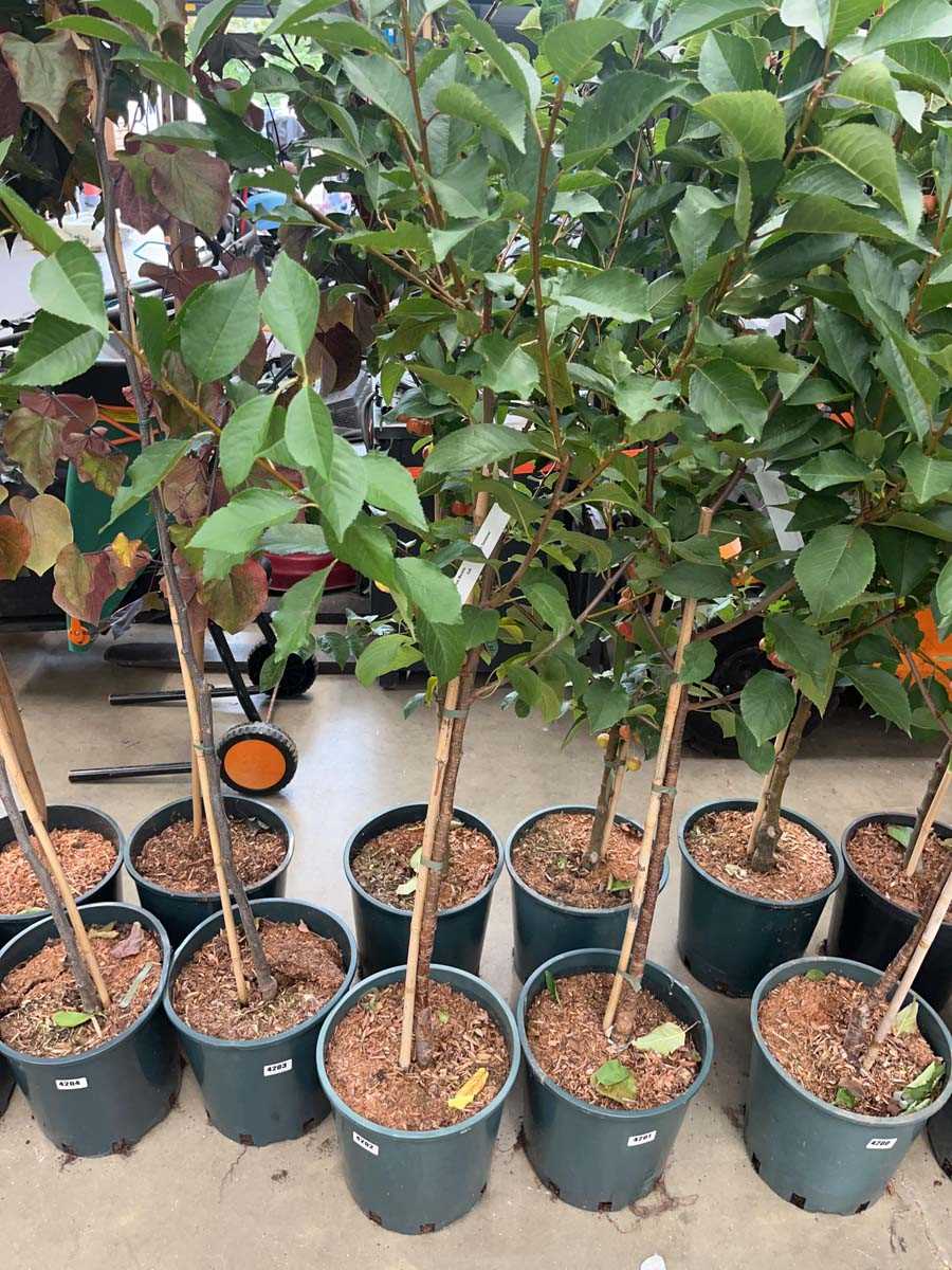 Lot 4202 - Cherry (Prunus) Morello tree
