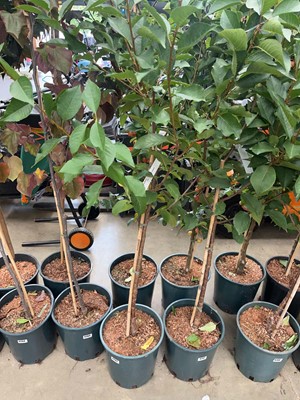 Lot 4202 - Cherry (Prunus) Morello tree
