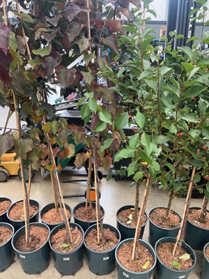 Lot 4203 - Cercis can Forest Pansy tree
