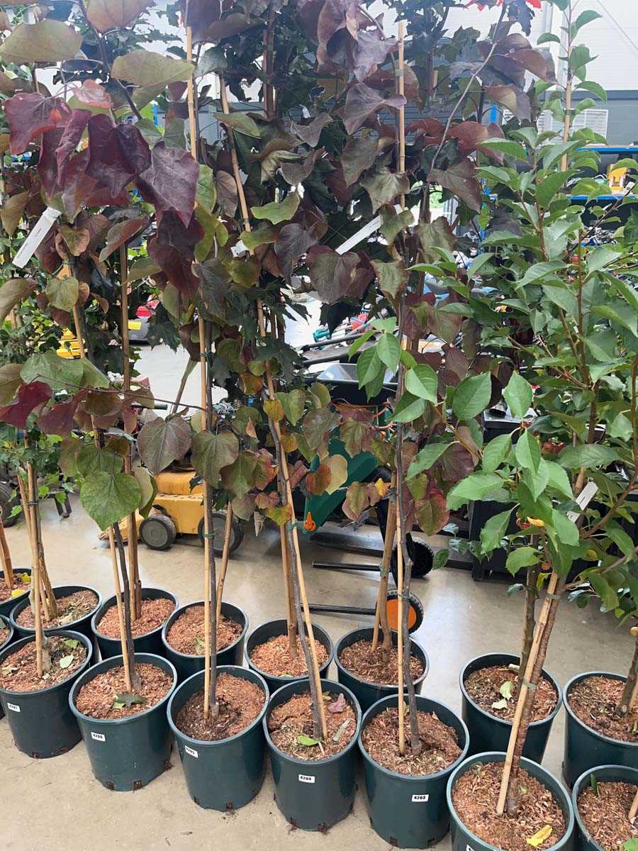 Lot 4204 - Cercis can Forest Pansy tree