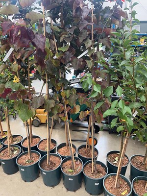 Lot 4204 - Cercis can Forest Pansy tree