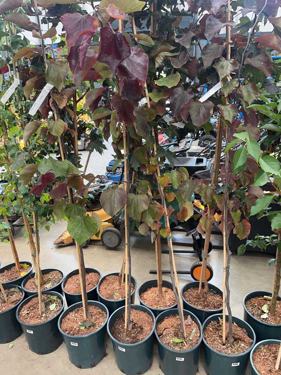 Lot 4205 - Cercis can Forest Pansy tree