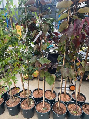 Lot 4206 - Cercis can Forest Pansy tree