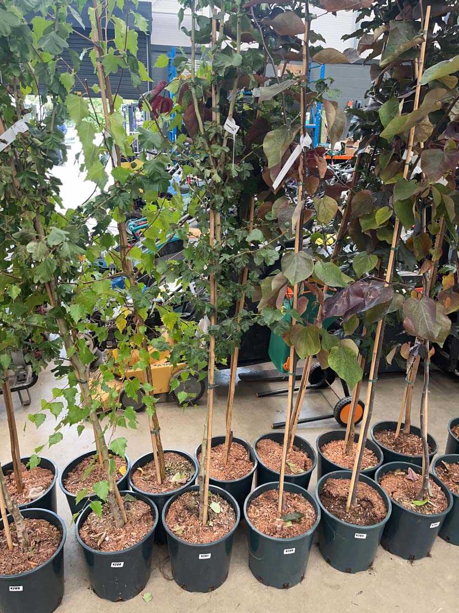 Lot 4207 - Crataegus x med Pauls Scarlet tree