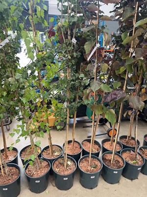 Lot 4207 - Crataegus x med Pauls Scarlet tree