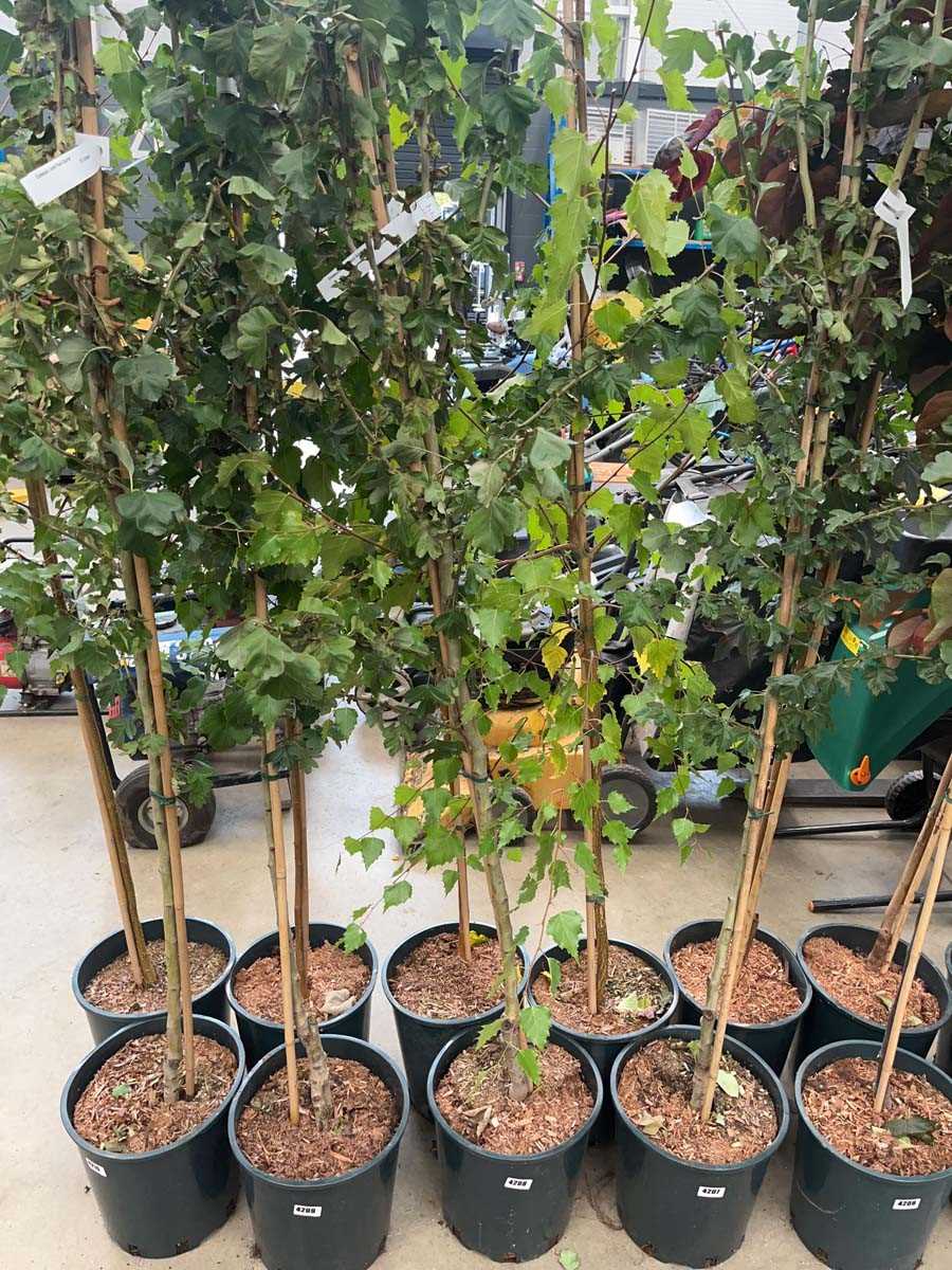 Lot 4208 - Crataegus x med Pauls Scarlet tree