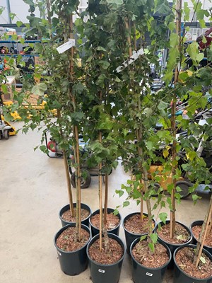 Lot 4209 - Crataegus x med Pauls Scarlet tree