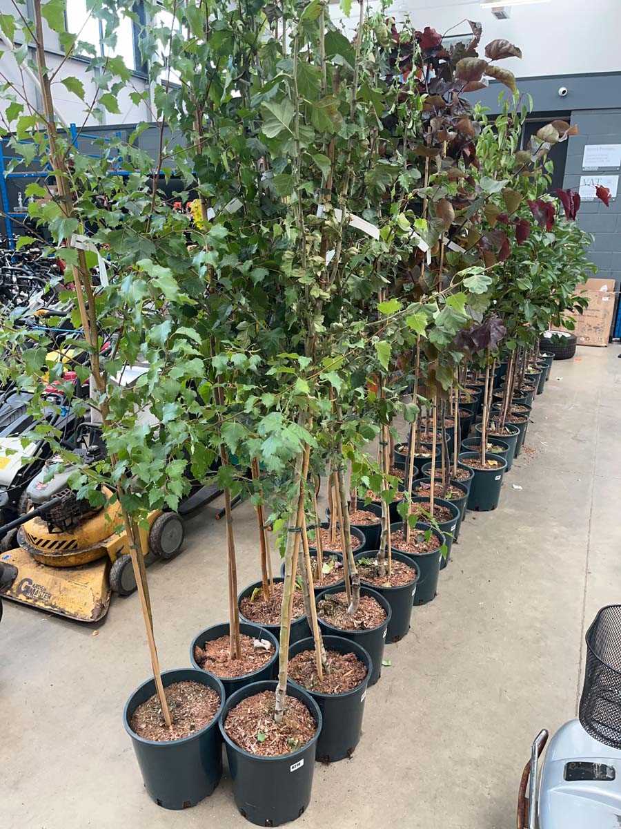Lot 4210 - Crataegus x med Pauls Scarlet tree