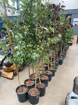 Lot 4210 - Crataegus x med Pauls Scarlet tree