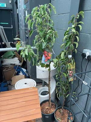Lot 4337 - Apple tree