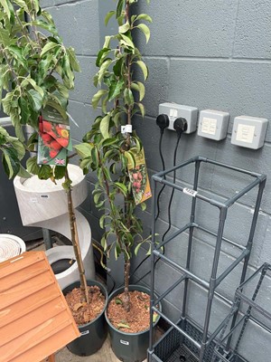 Lot 4338 - Pear tree