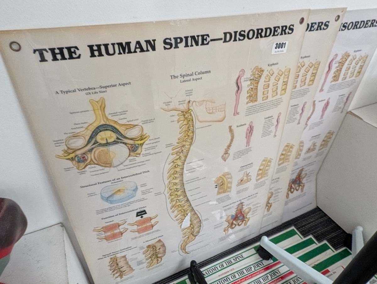 Lot Collection of full and part human anatomical...